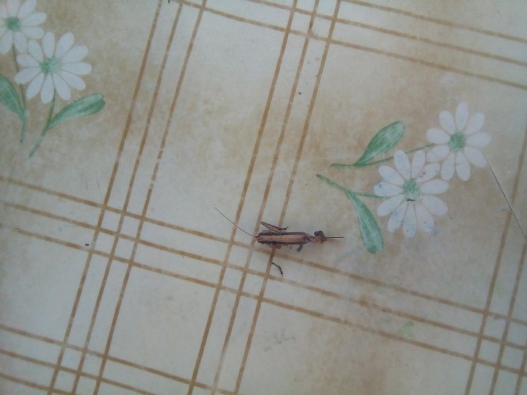 Da Trecastagni (CT): Yersinella raymondii, femmina (cfr.)
