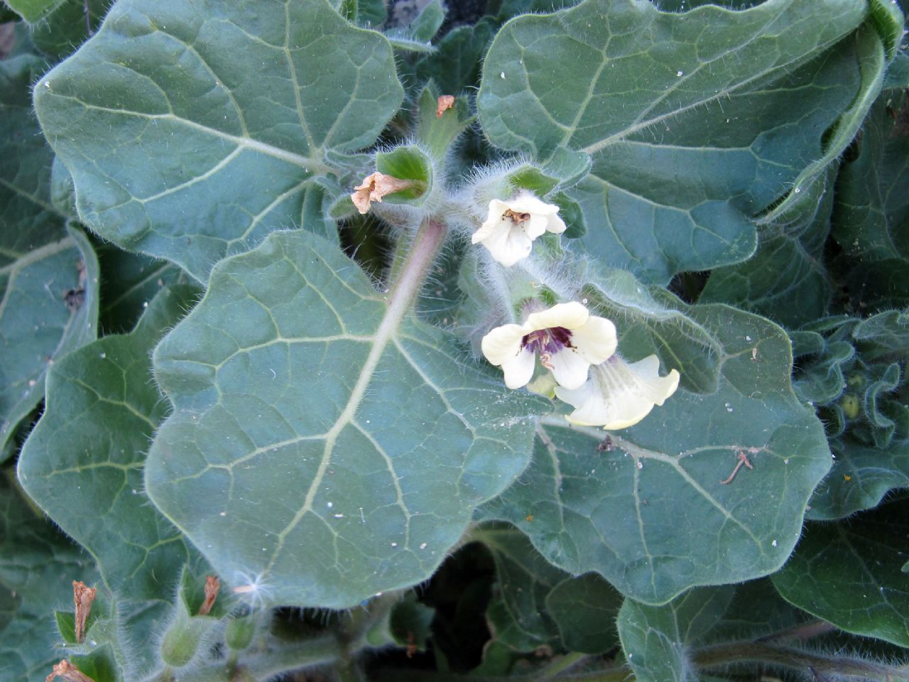 su muro verticale - Hyoscyamus albus