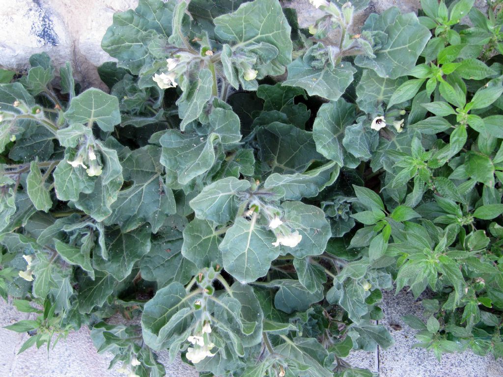 su muro verticale - Hyoscyamus albus