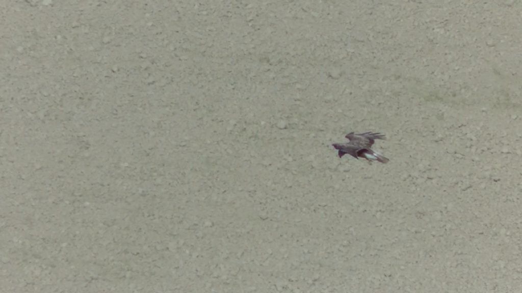 Falco di palude ?