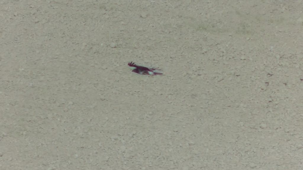 Falco di palude ?
