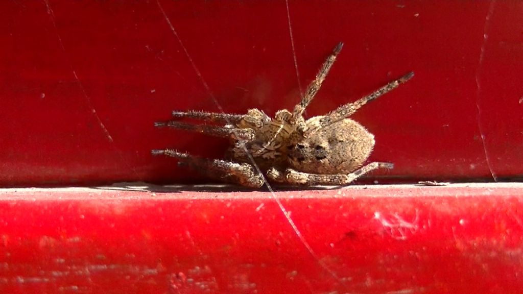 Zoropsis spinimana - Ariano Irpino (AV)
