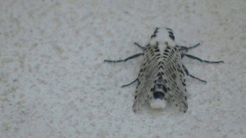 da id - Zeuzera pyrina