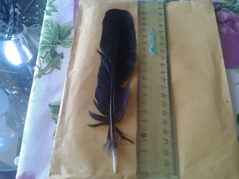 Usignolo + penna da id