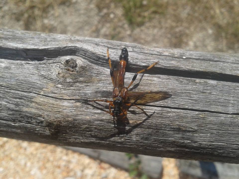 Da id - Necydalis ulmi (Cerambycidae)