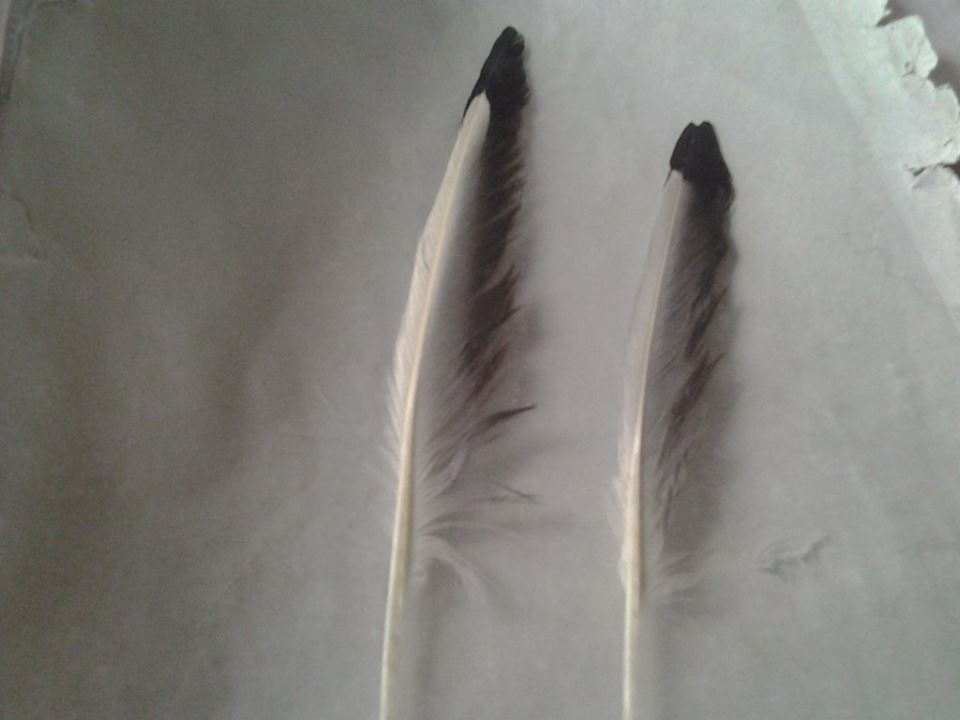 Gabbiano reale e comune