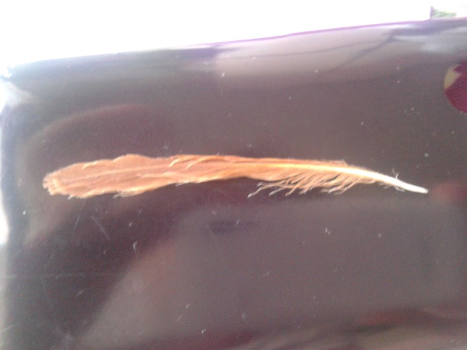 Usignolo + penna da id