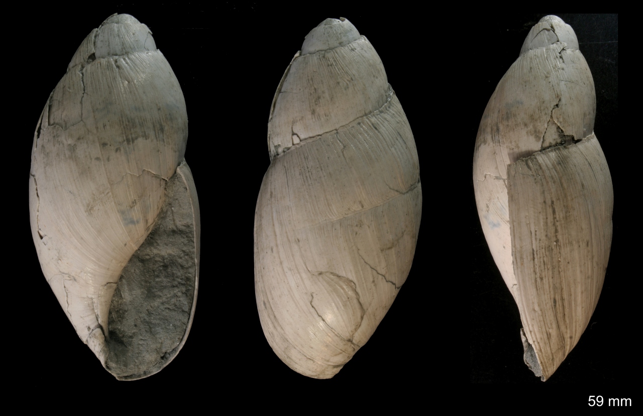Paleoglandina (?) dal piacentino