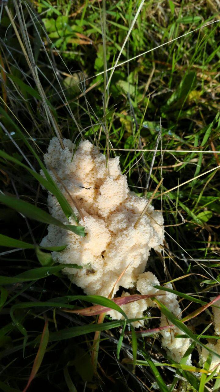 di che si tratta?  Mucilago crustacea