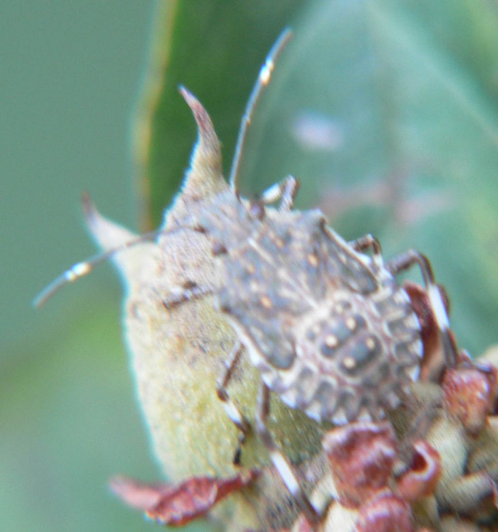 Halyomorpha Juv ?