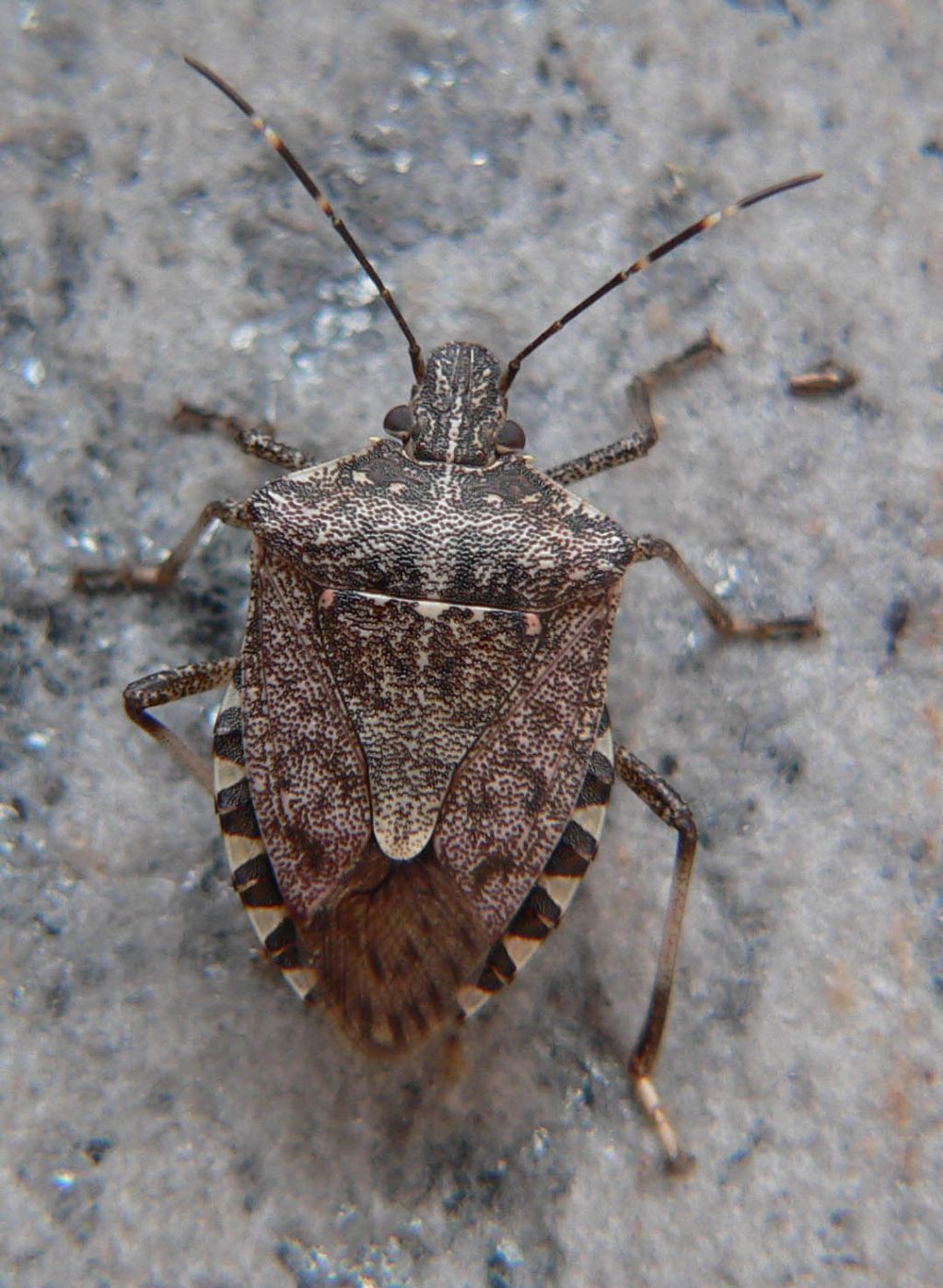Halyomorpha halys - adulto