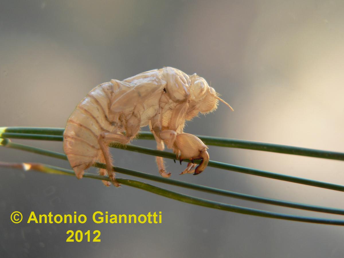 Esuvia dicicala