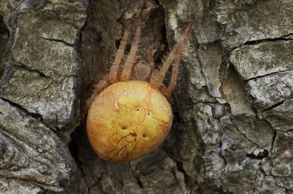Araneus diadematus - Castel d''Aiano (BO)
