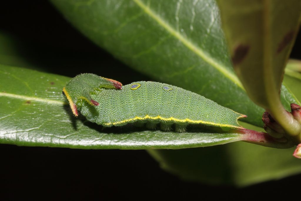 domanda sui bruchi di Charaxes jasius