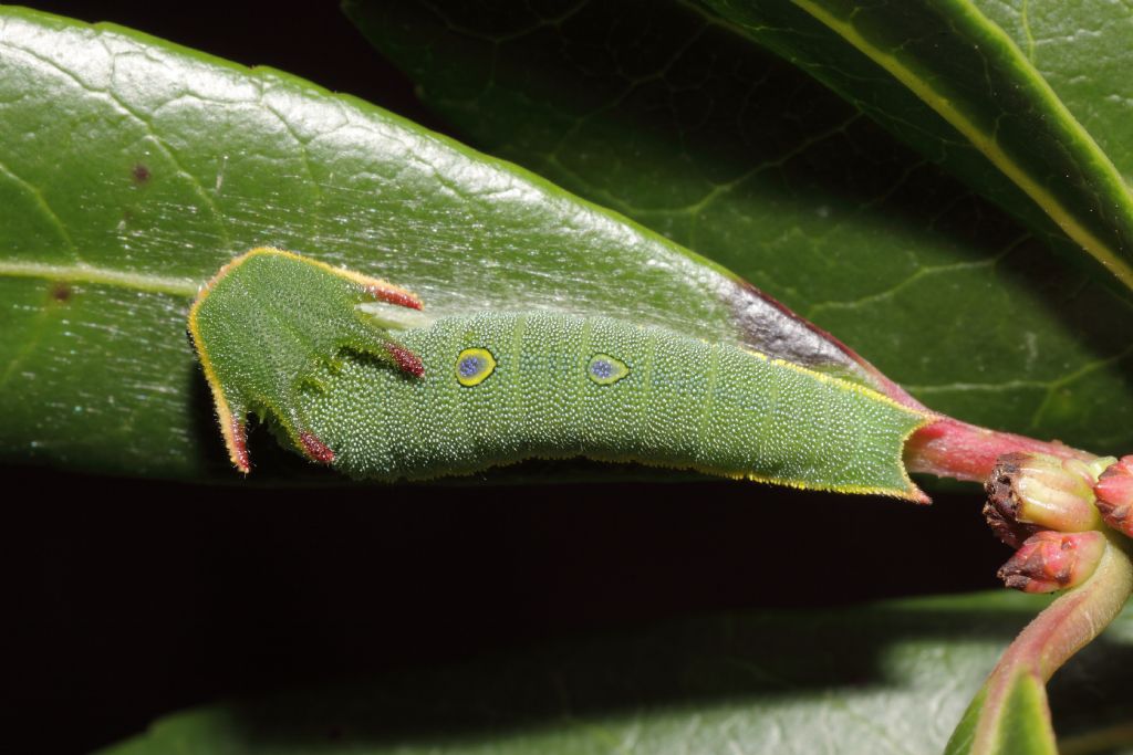 domanda sui bruchi di Charaxes jasius