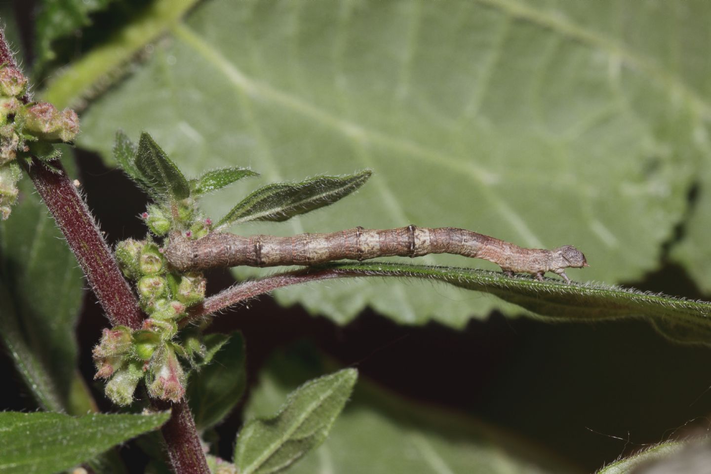 ID bruco - Ennomos sp.