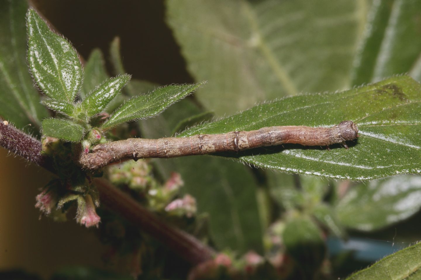 ID bruco - Ennomos sp.