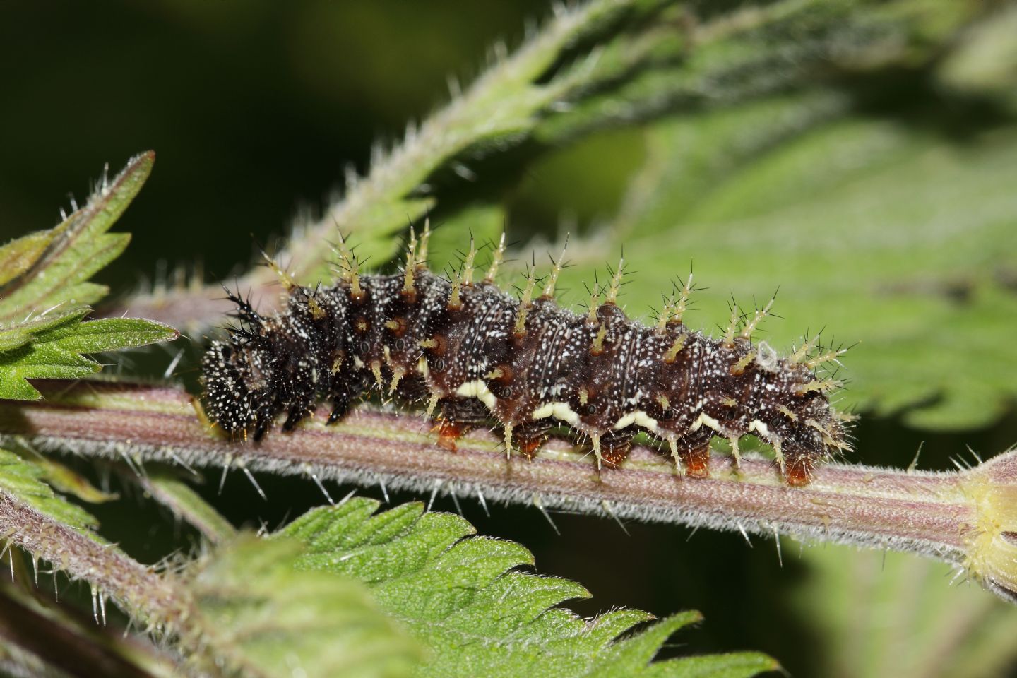 Bruco V.cardui o V.atalanta? Vanessa atalanta