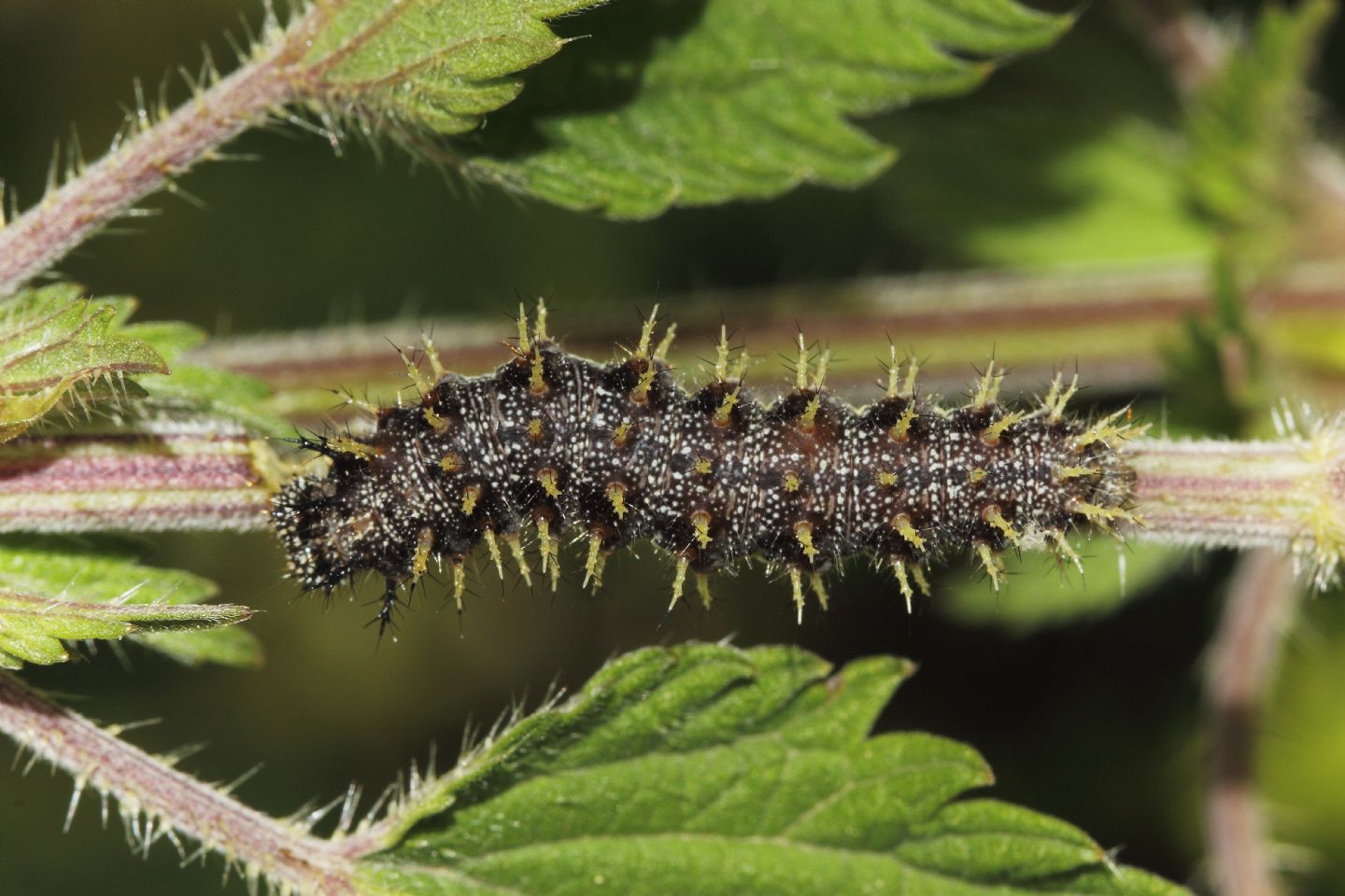 Bruco V.cardui o V.atalanta? Vanessa atalanta