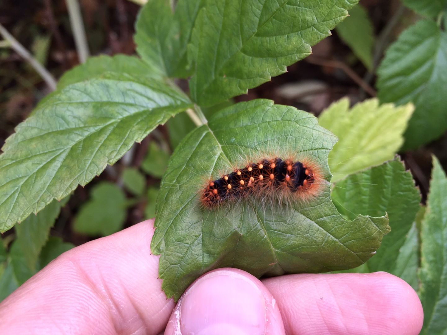 ID bruco di montagna: Acronicta auricoma - Noctuidae