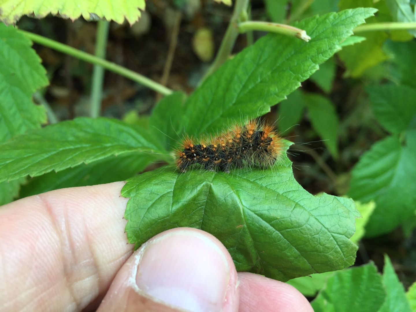 ID bruco di montagna: Acronicta auricoma - Noctuidae