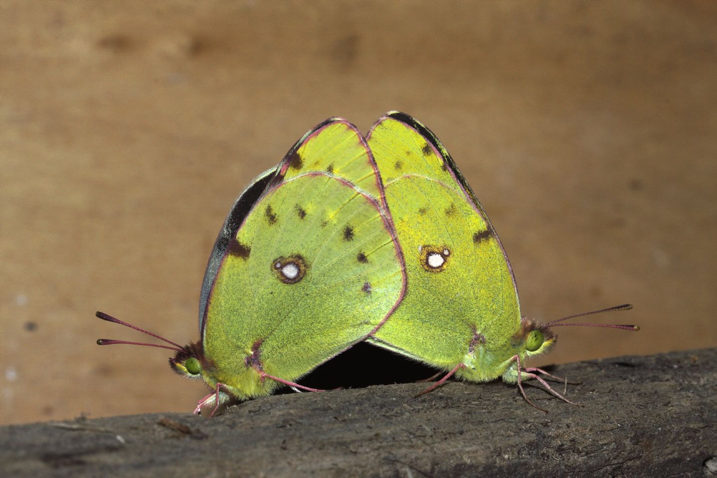 M e F  : foto di coppia