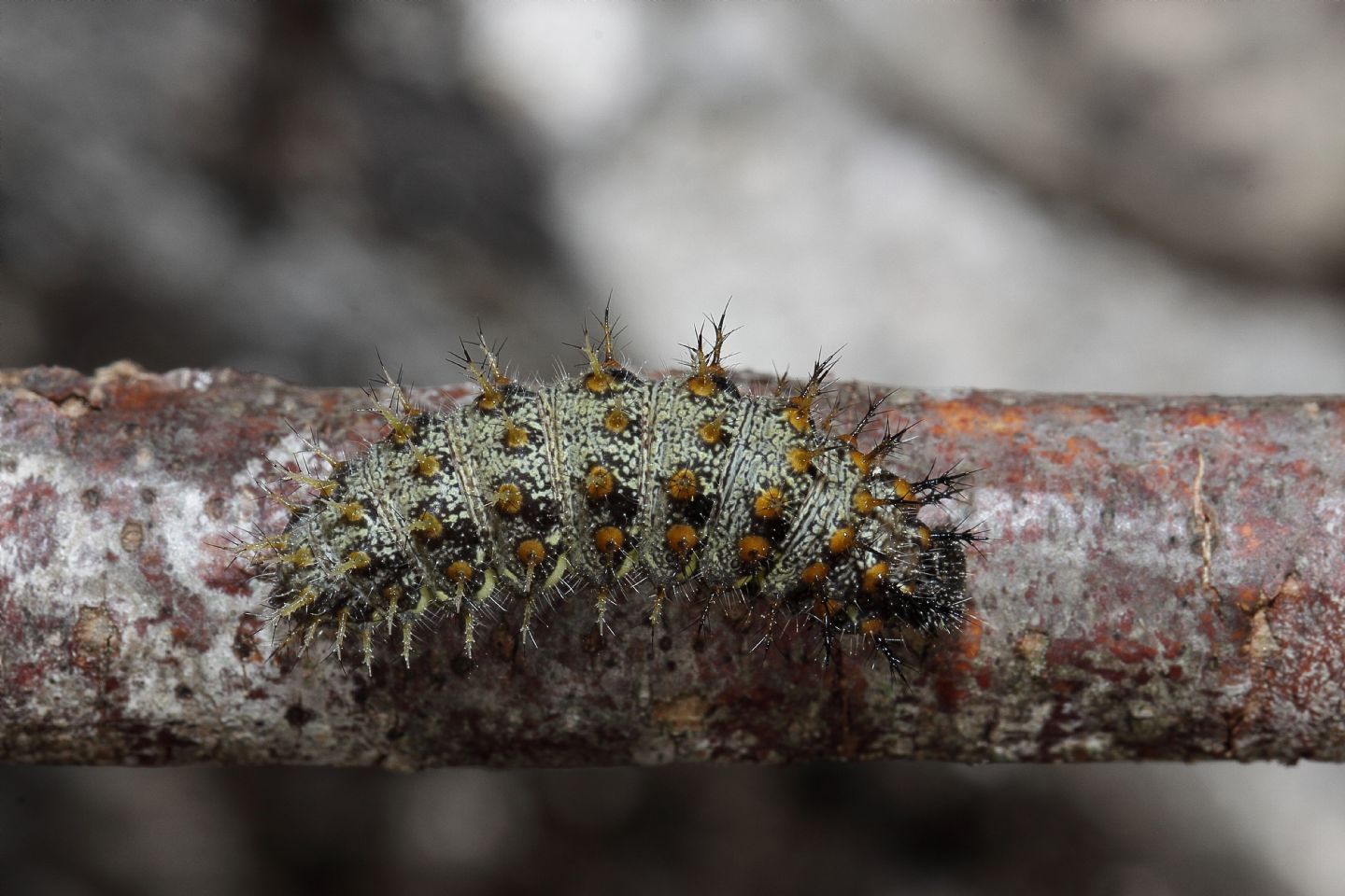 Bruco id (Melitaea sp. ?)