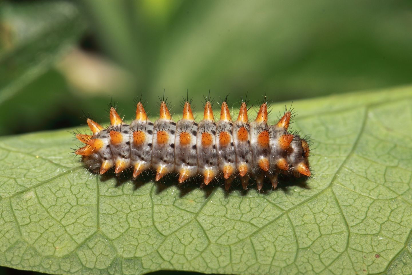 Bruco su aristolochia ( no Zerynthia...)