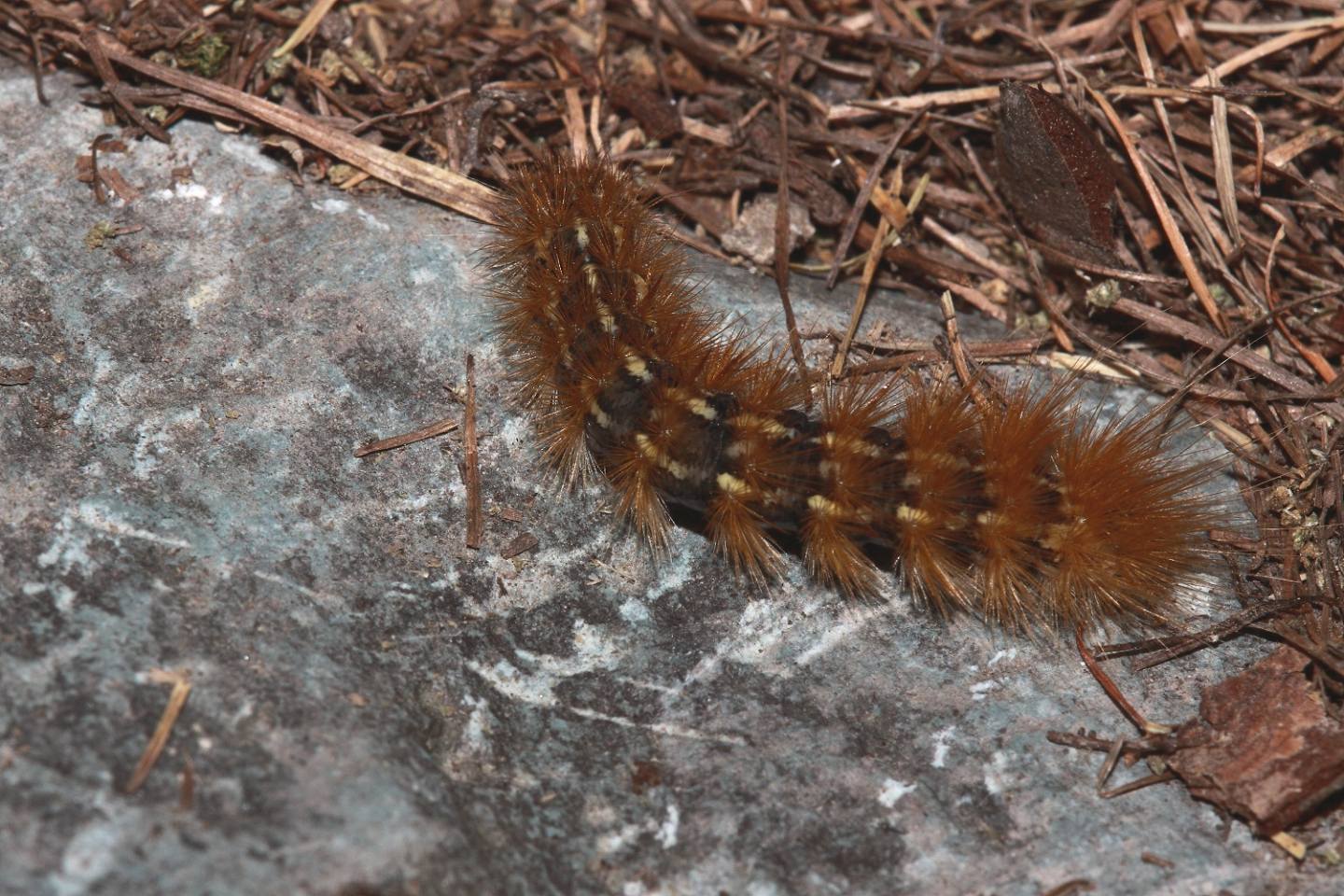 ID bruco 1 - Ocnogyna parasita, Erebidae Arctiinae