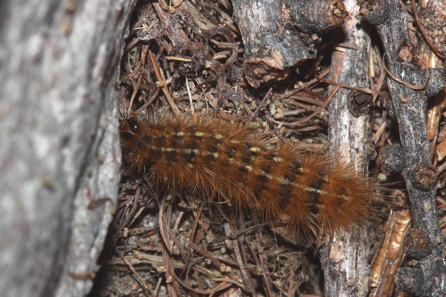 ID bruco 1 - Ocnogyna parasita, Erebidae Arctiinae