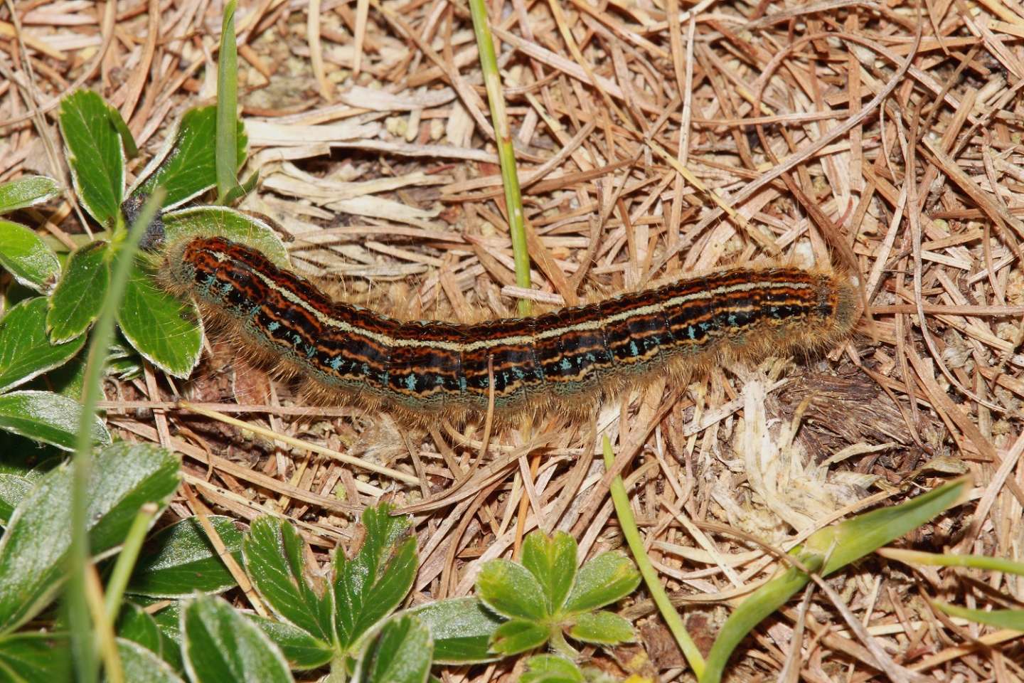 ID bruco 2 -  Malacosoma (Malacosoma)  cfr. alpicolum, Lasiocampidae