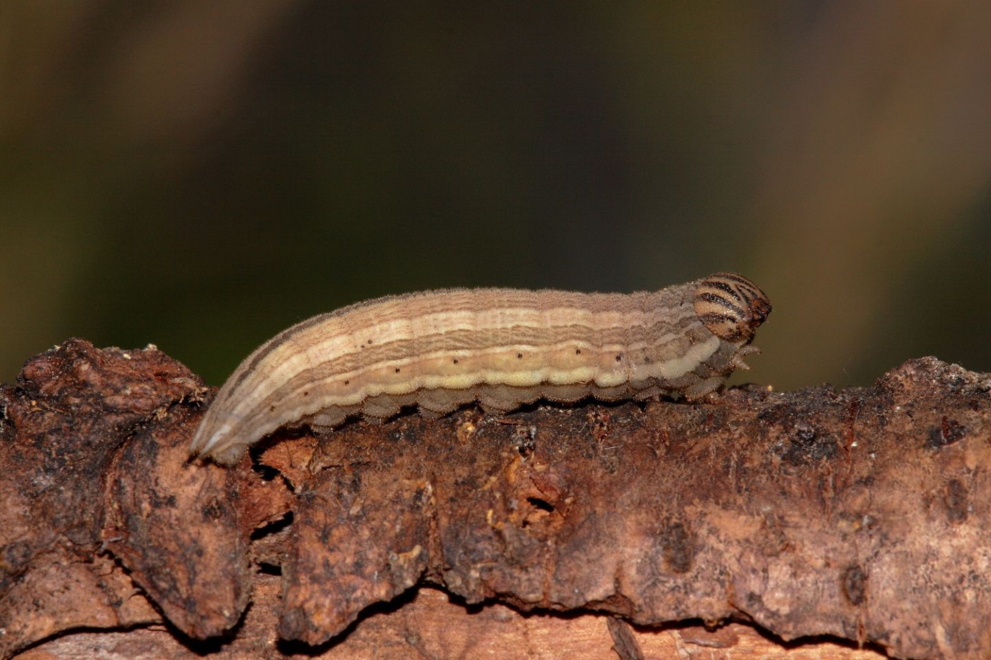 ID bruco 3 - Brintesia circe, Nymphalidae