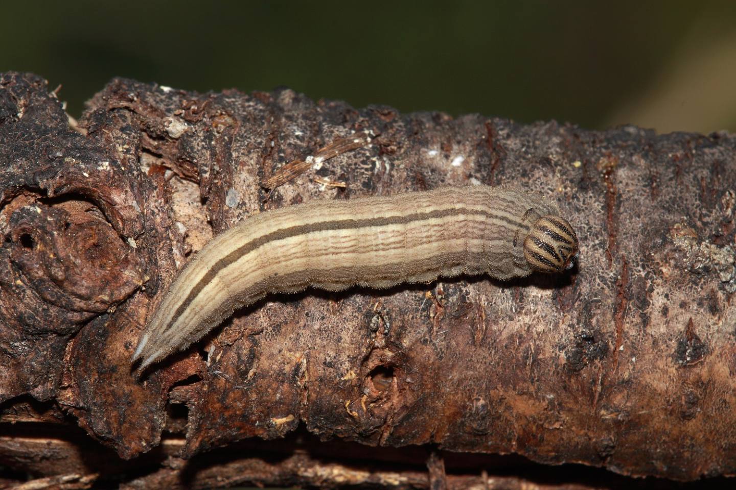 ID bruco 3 - Brintesia circe, Nymphalidae