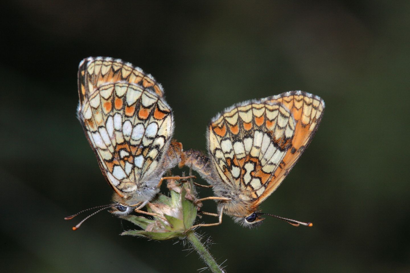 M e F  : foto di coppia