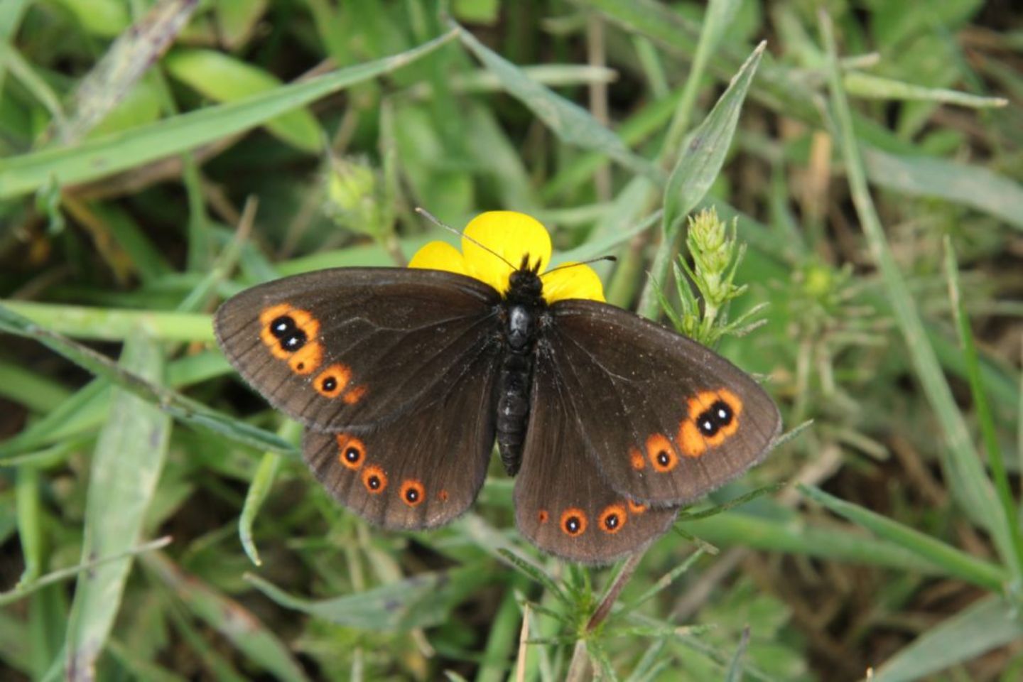 Erebia medusa, E. aethiops, E. neoridas