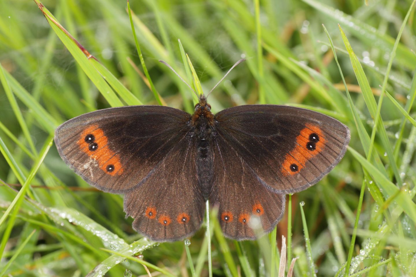 Erebia medusa, E. aethiops, E. neoridas