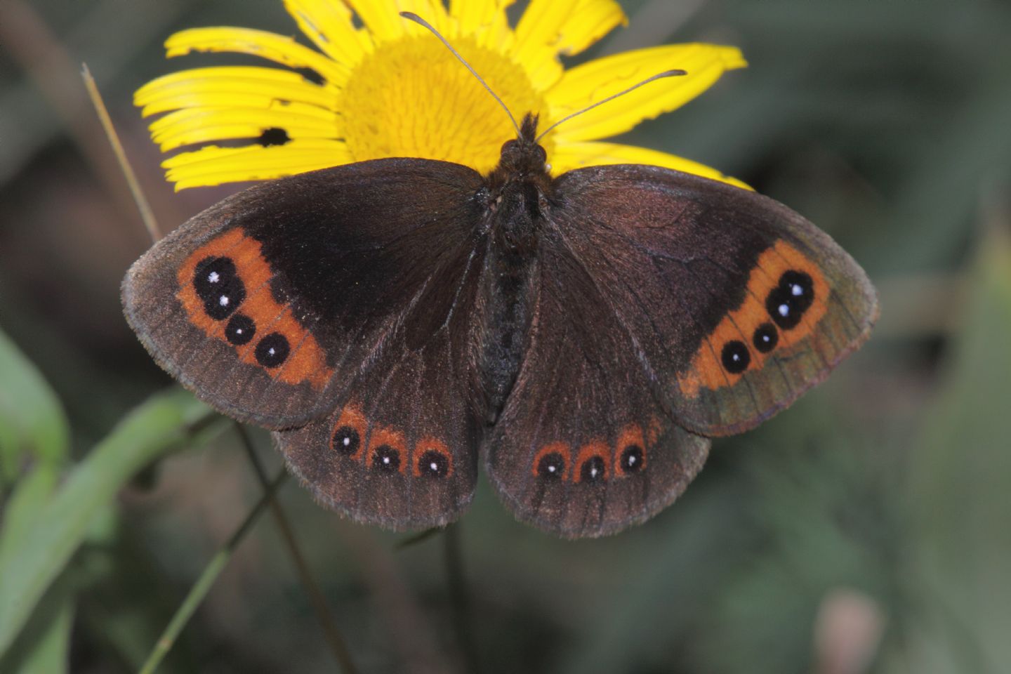 Erebia medusa, E. aethiops, E. neoridas