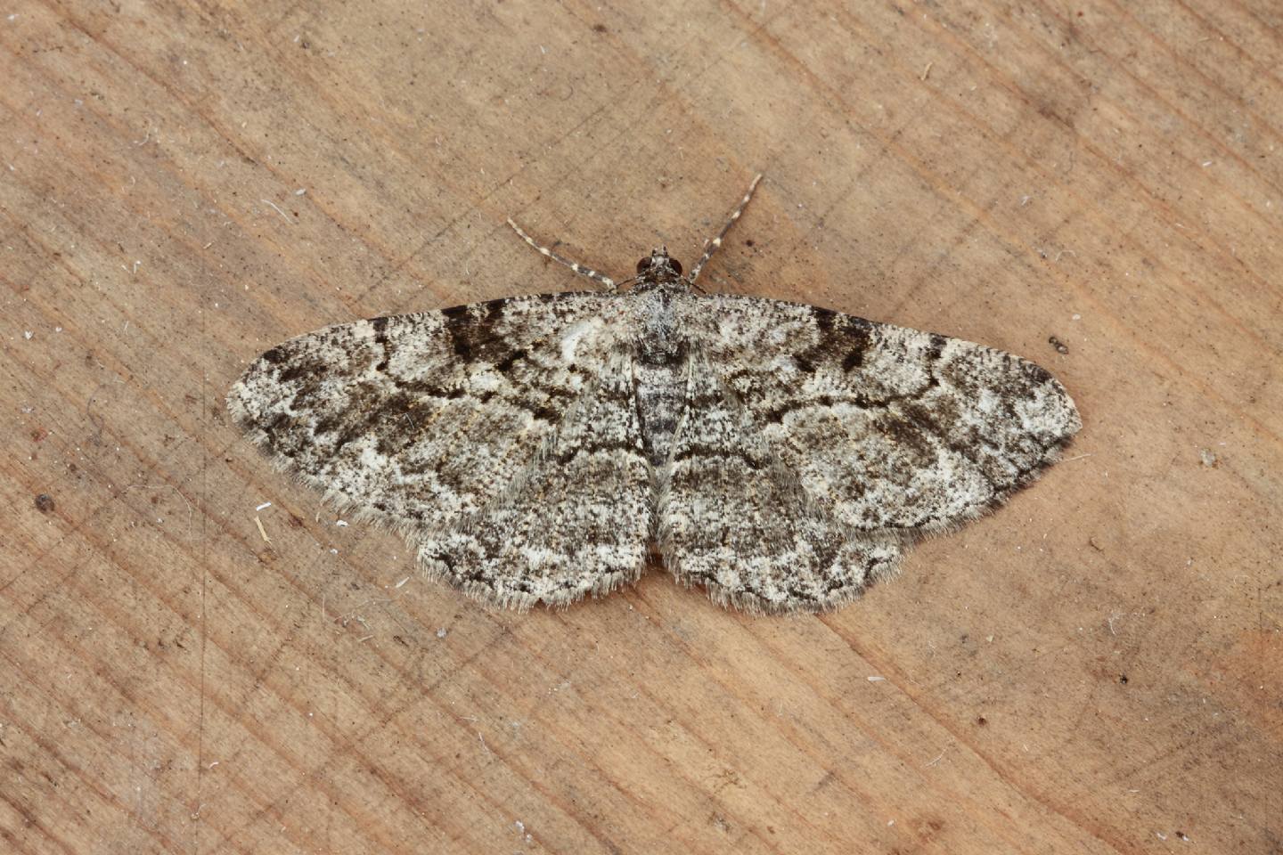 Geometridae:  Peribatodes rhomboidaria