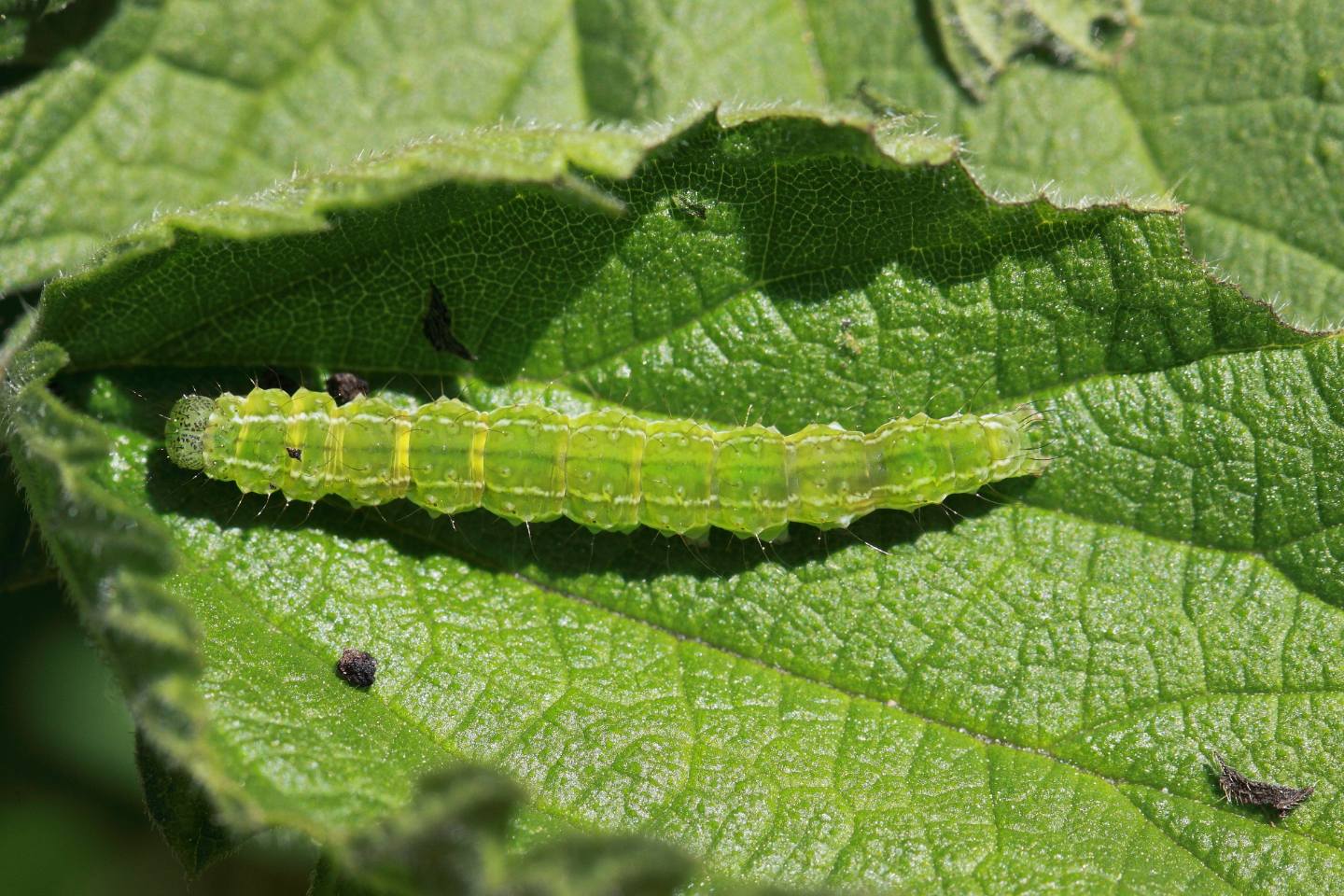 Bruchetto verde su ortica: Hypena (Hypena) proboscidalis - Erebidae