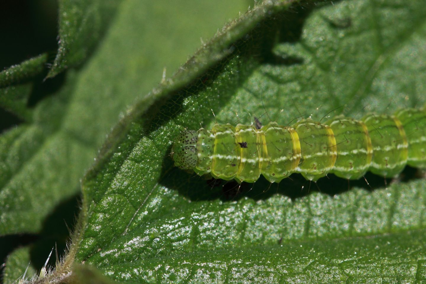 Bruchetto verde su ortica: Hypena (Hypena) proboscidalis - Erebidae