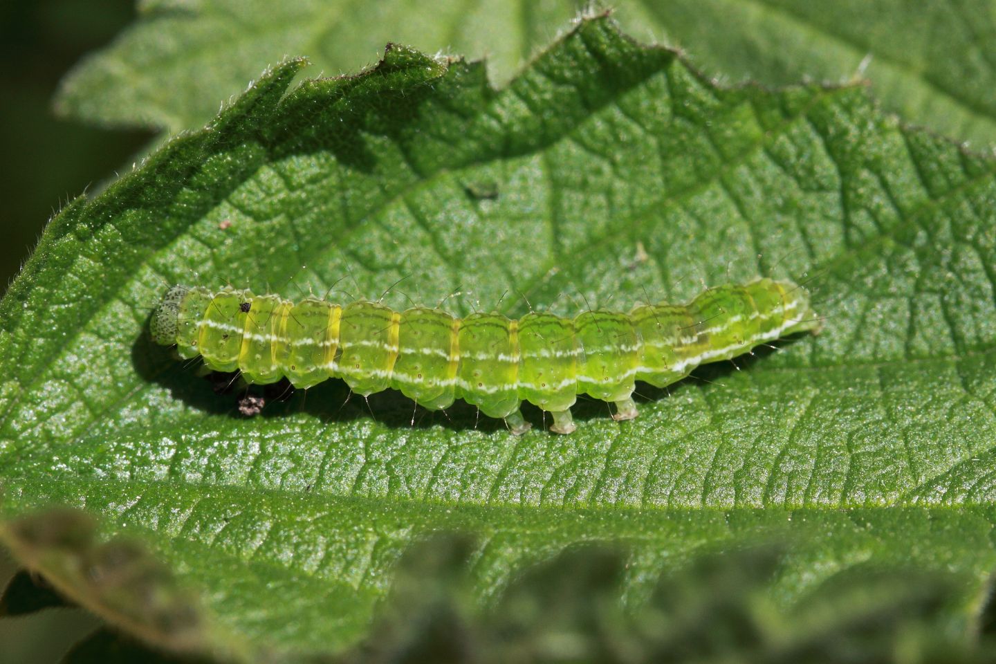 Bruchetto verde su ortica: Hypena (Hypena) proboscidalis - Erebidae