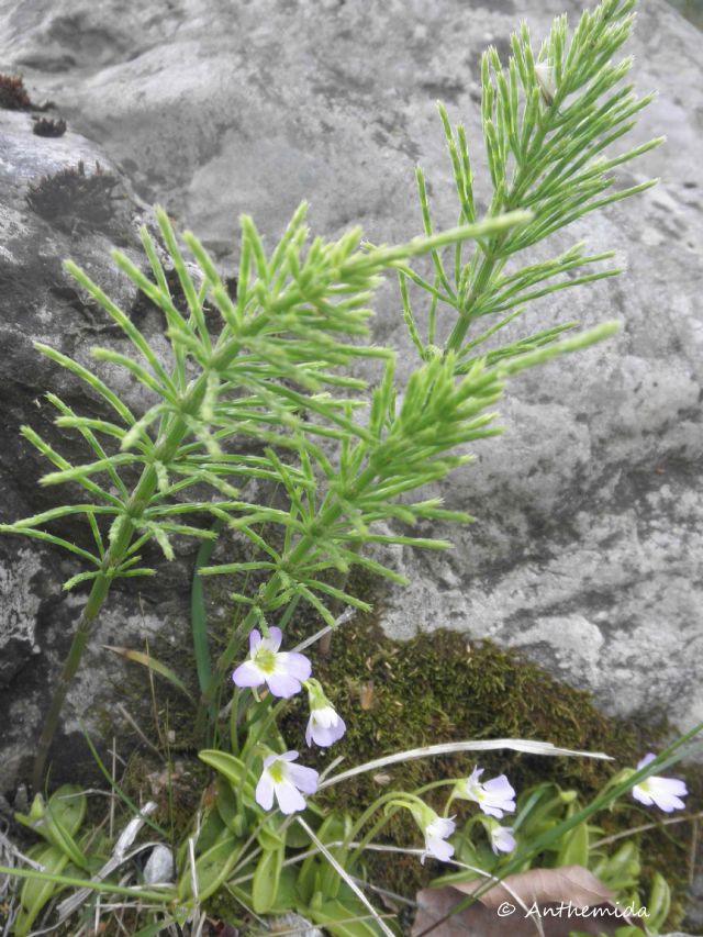 Da id della Grecia. Equisetum sp?