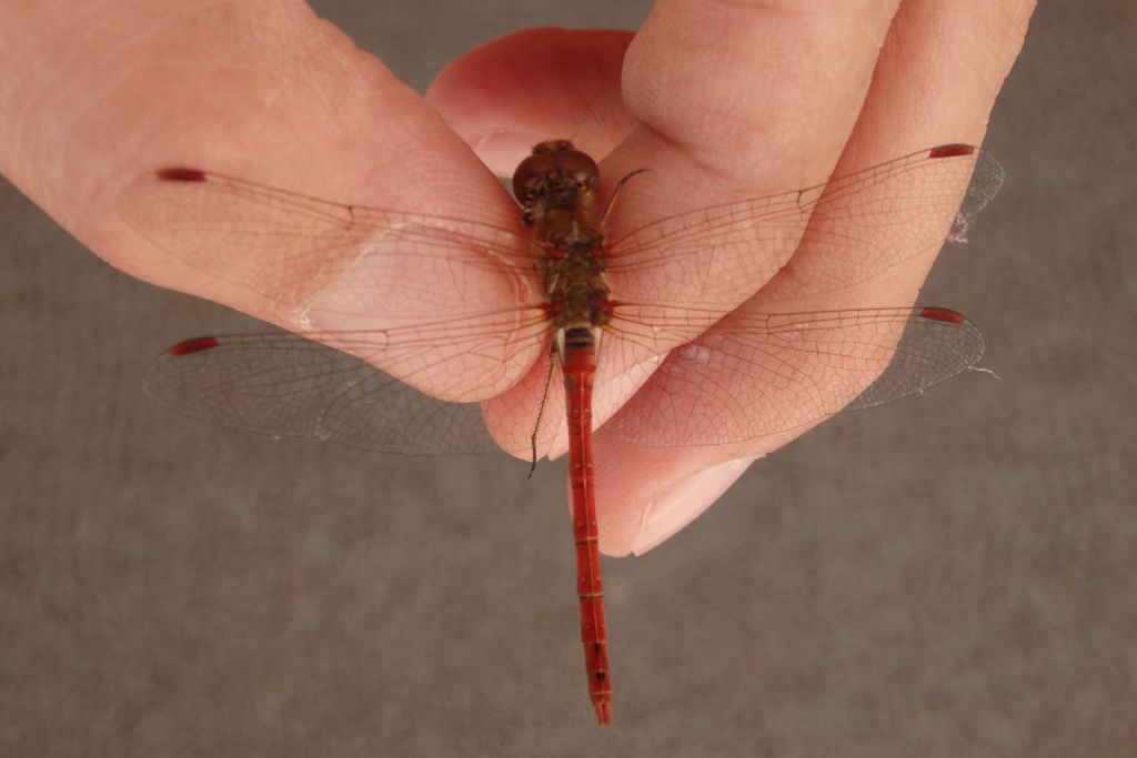 Sympetrum sp?