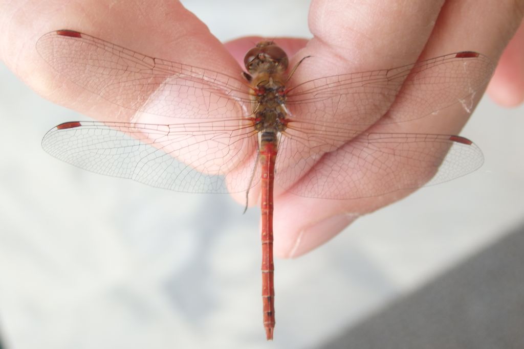 Sympetrum sp?