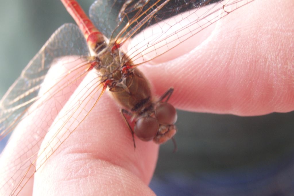 Sympetrum sp?