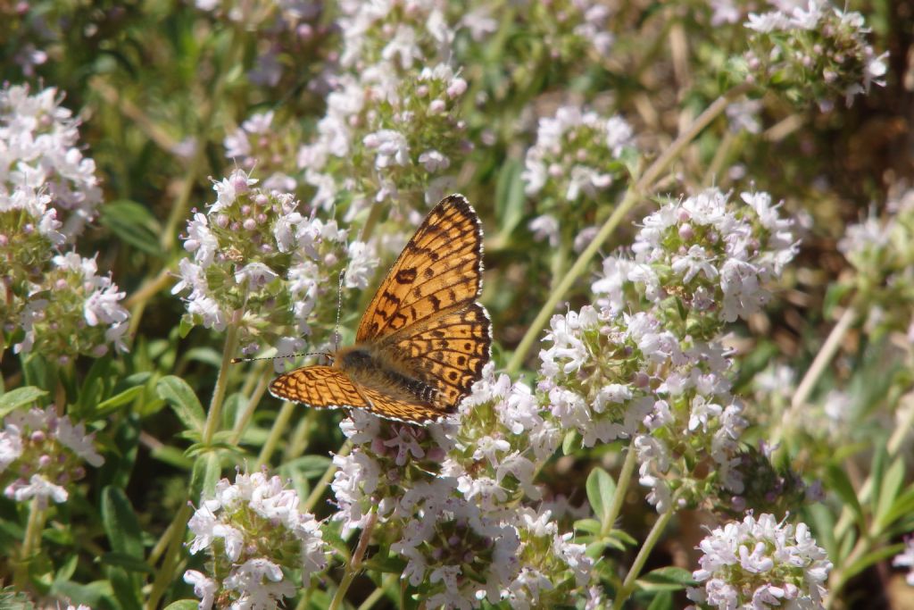Melitaea ma qualle? cinxia? Sì