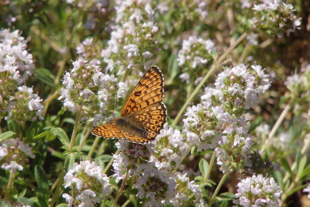 Melitaea ma qualle? cinxia? S