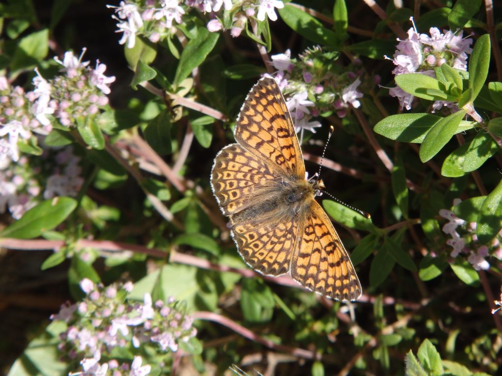 Melitaea ma qualle? cinxia? Sì