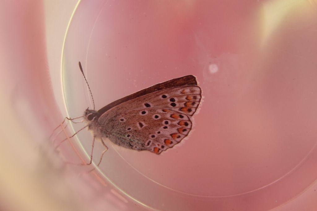 Da identificare - Polyommatus sp. - Lycaenidae