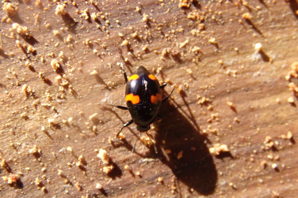 Scaphidium quadrimaculatum (Scaphidiidae)   della Grecia
